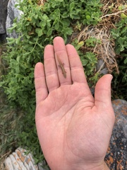 Cryptactites peringueyi