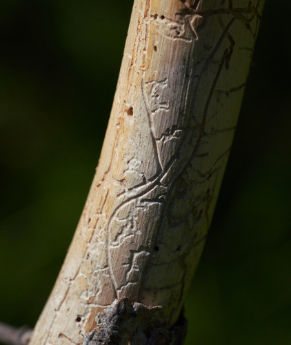 iNaturalist observation photo of Beetles