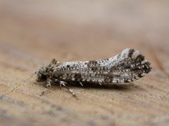 Morophaga choragella