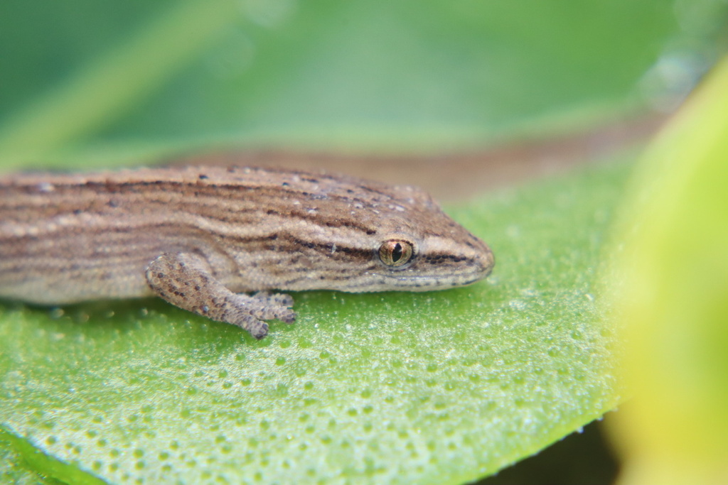 Coastal Leaf-toed Gecko in August 2022 by Jacob Dirsuwei · iNaturalist