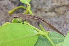 Cryptactites peringueyi