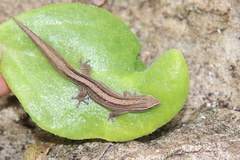 Cryptactites peringueyi