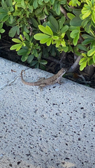 Leiocephalus carinatus