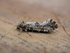 Morophaga choragella