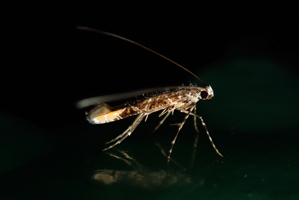 Litchi Fruit Borer