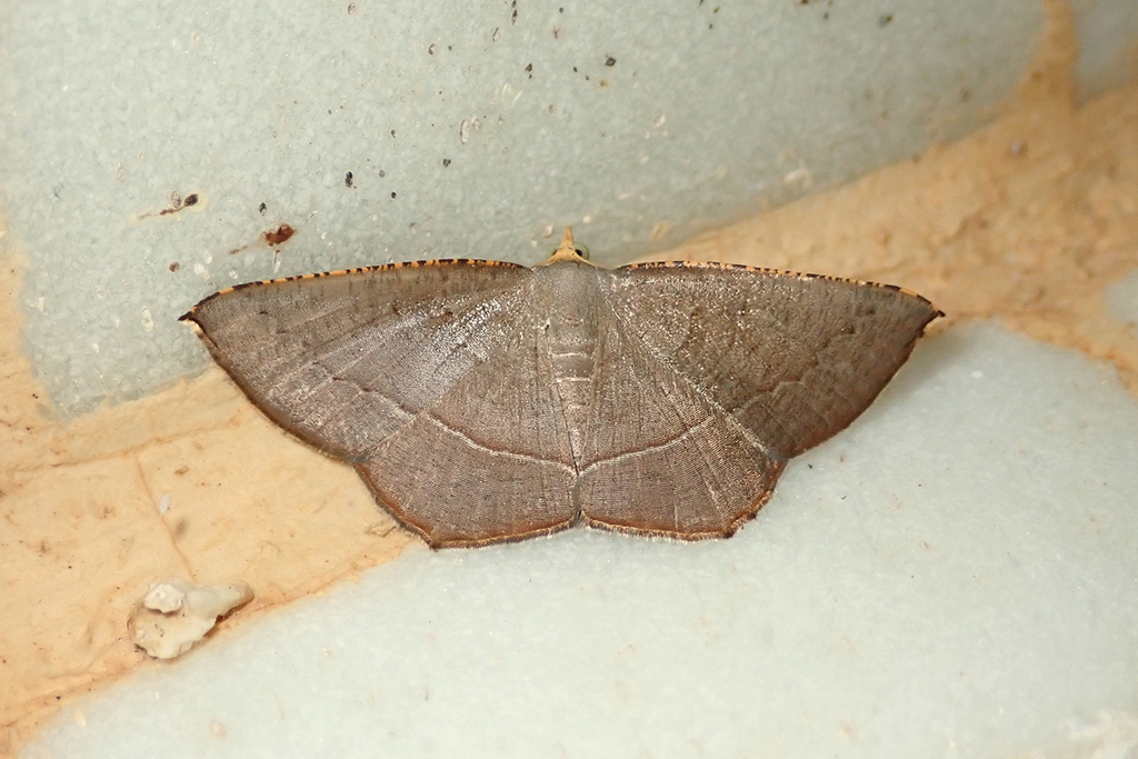 Plesiomorpha flaviceps
