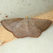 Plesiomorpha flaviceps - Photo (c) matthewkwan, some rights reserved (CC BY-ND), uploaded by matthewkwan