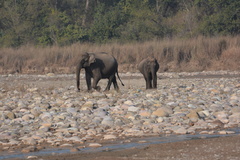 Elephas maximus indicus