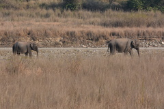 Elephas maximus indicus