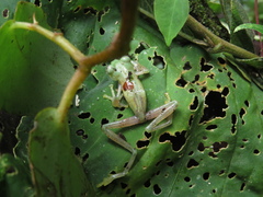 Nymphargus