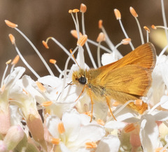 Ochlodes agricola
