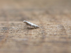 Argyresthia trifasciata