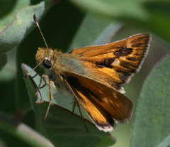 Ochlodes agricola