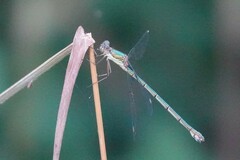 Chalcolestes viridis