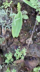 Eriospermum lanceifolium