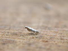 Argyresthia trifasciata