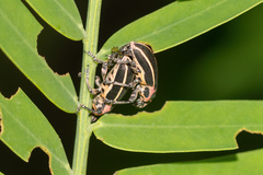 Eudiagogus maryae