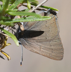 Satyrium auretorum