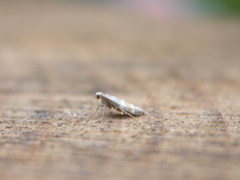 Argyresthia trifasciata
