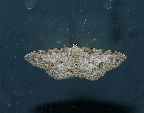 Scopula plantagenaria photo 5