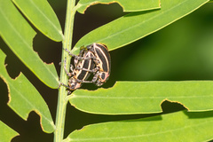 Eudiagogus maryae