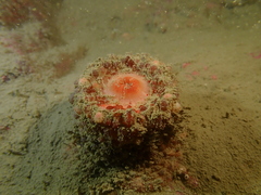 Physactis multicolor