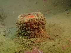 Physactis multicolor