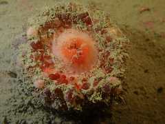 Physactis multicolor