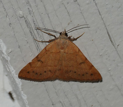 Hemeroplanis punitalis