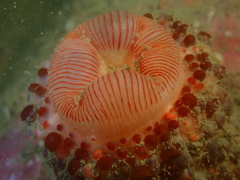 Physactis multicolor