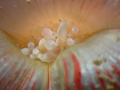 Physactis multicolor