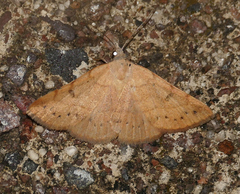 Hemeroplanis punitalis