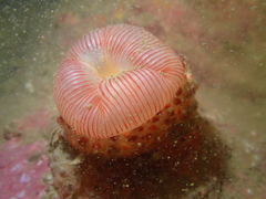 Physactis multicolor