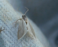 Acentria ephemerella