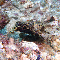 Eurypegasus draconis