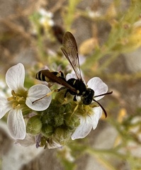 Cerceris sabulosa