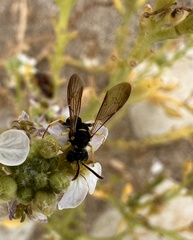 Cerceris sabulosa