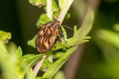 Sphyrocoris