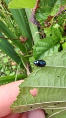 Coleoptera