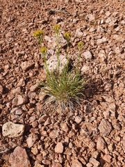 Petradoria pumila