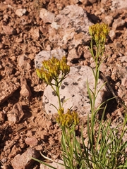 Petradoria pumila