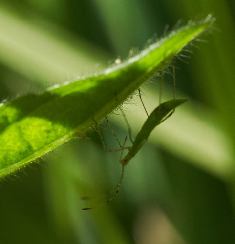 iNaturalist observation photo of Stilt Bugs