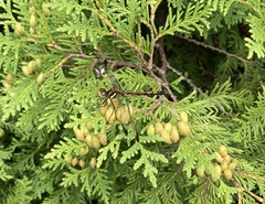 Sympetrum infuscatum