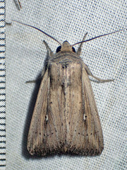 Leucania oaxacana