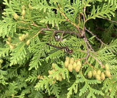 Sympetrum infuscatum