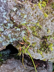 Haplopteris ensiformis
