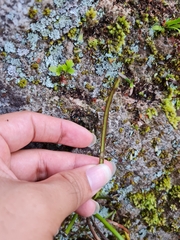 Haplopteris ensiformis