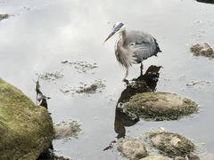 Ardea herodias fannini