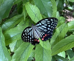 Hestina assimilis assimilis