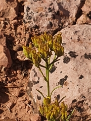 Petradoria pumila